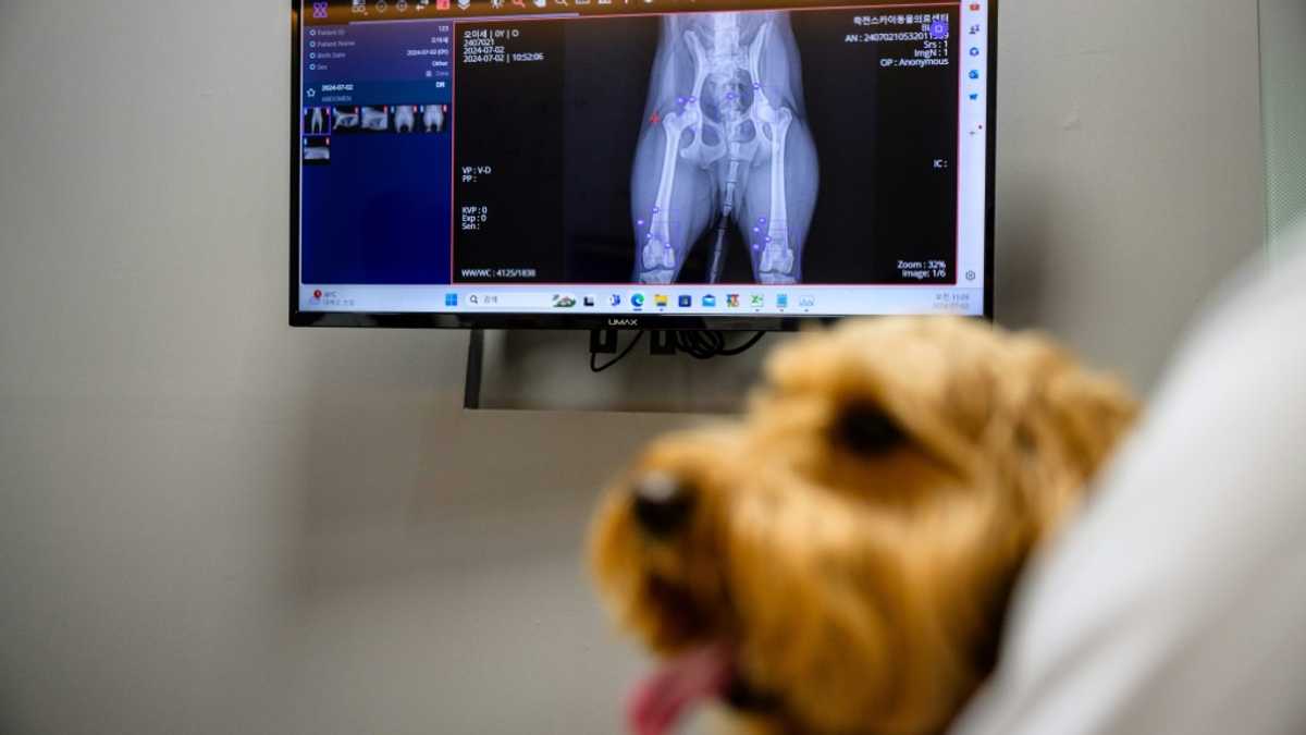 South Korean pet care goes high-tech with AI diagnostics