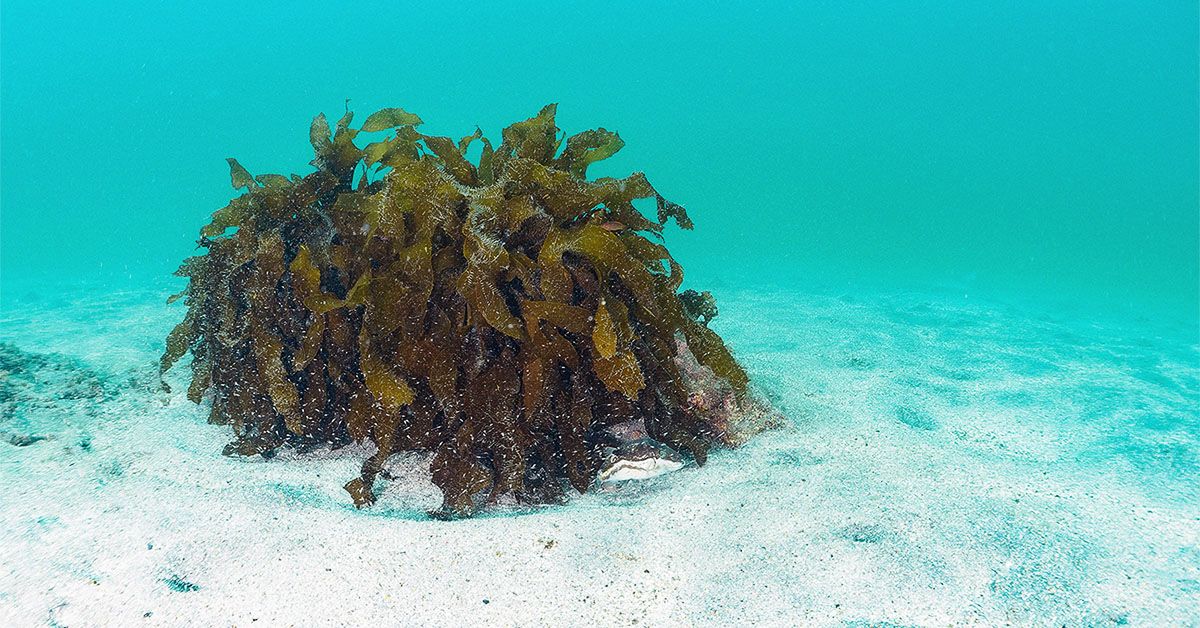 Common type of seaweed may help prevent disease