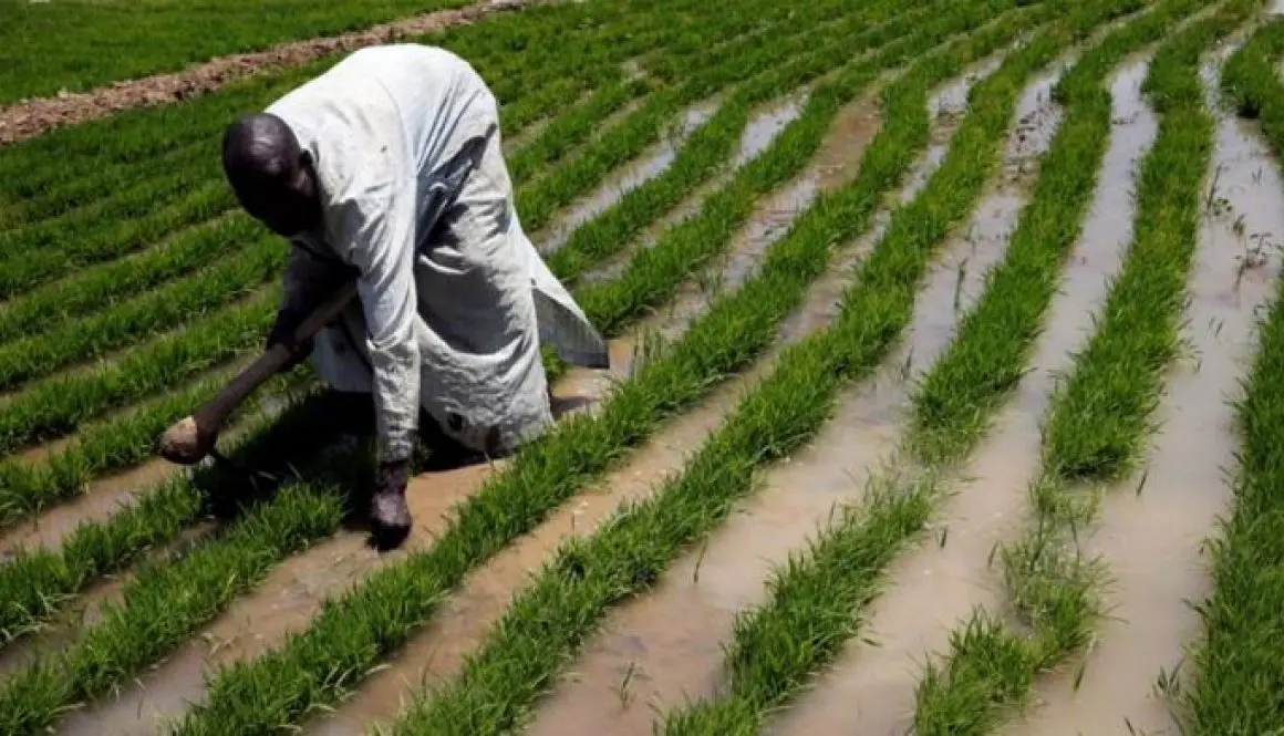 FG, Ogun Govt partner IFAD to train farmers on agribusiness