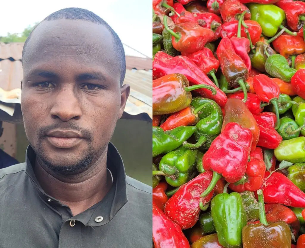 I earned N7m from growing tomatoes, pepper — Gombe farmer