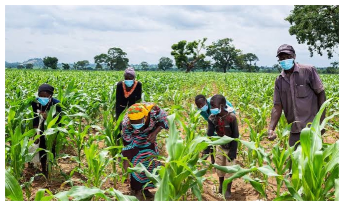 Inconsistent rainfall may affect food harvests – Experts warn