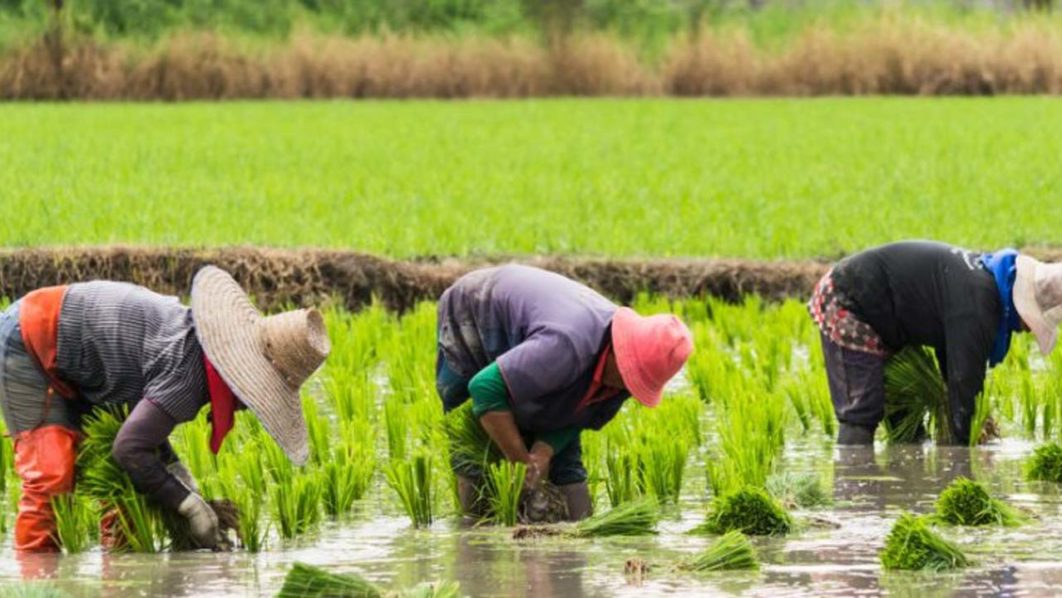 RIFAN Set To Cultivate 200 Hectares Of Rice In Kebbi