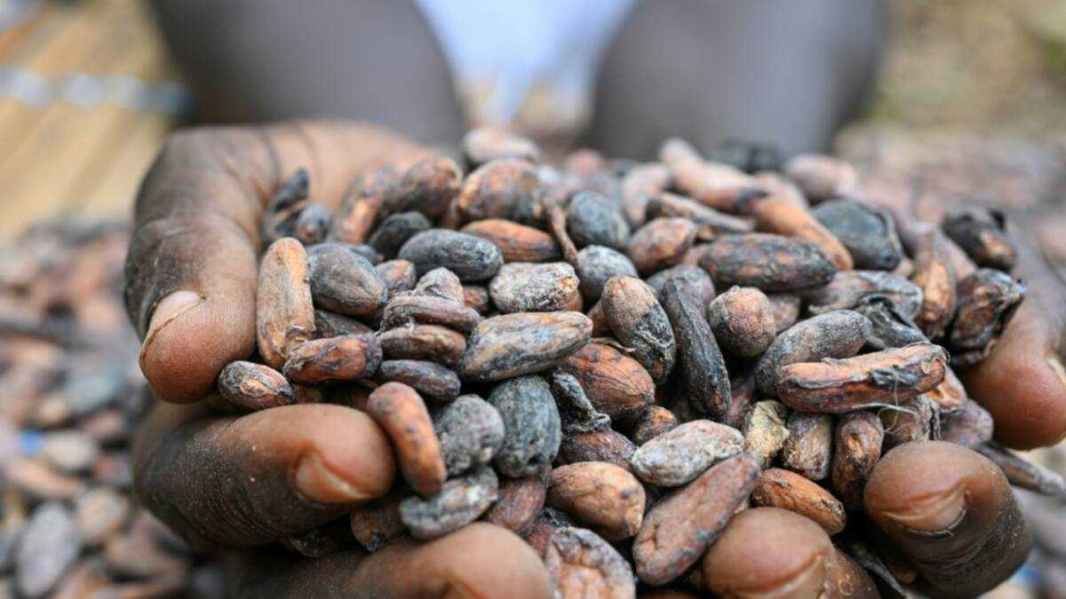 Ghana raises cocoa price by 45% to deter smuggling