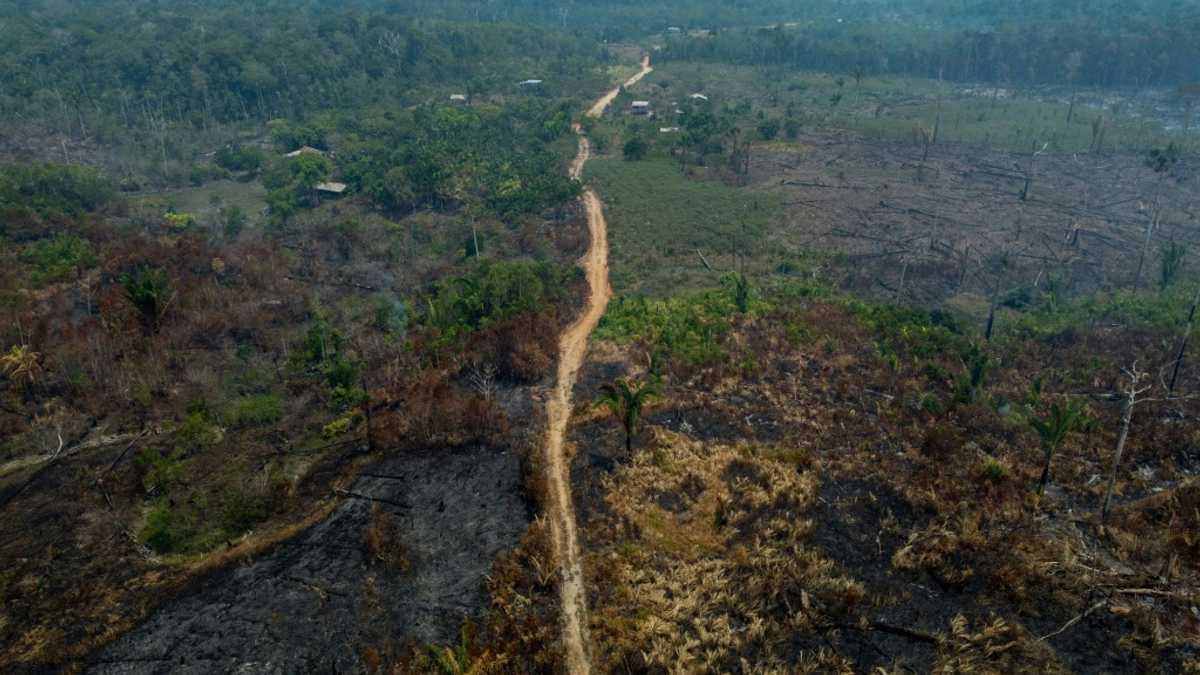 Germany joins criticism of EU anti-deforestation law