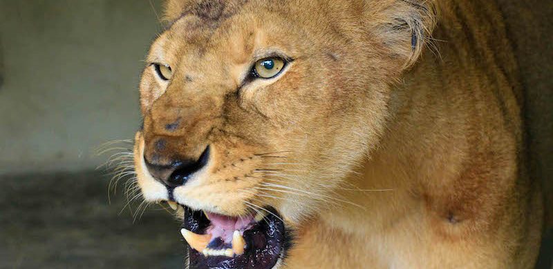 BREAKING: Lion devours 35-year-old worker in Obasanjo's zoo