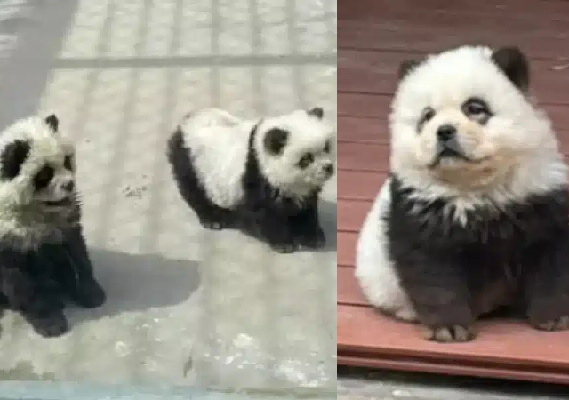 Chinese zoo faces backlash for dyeing dogs as ‘pandas’