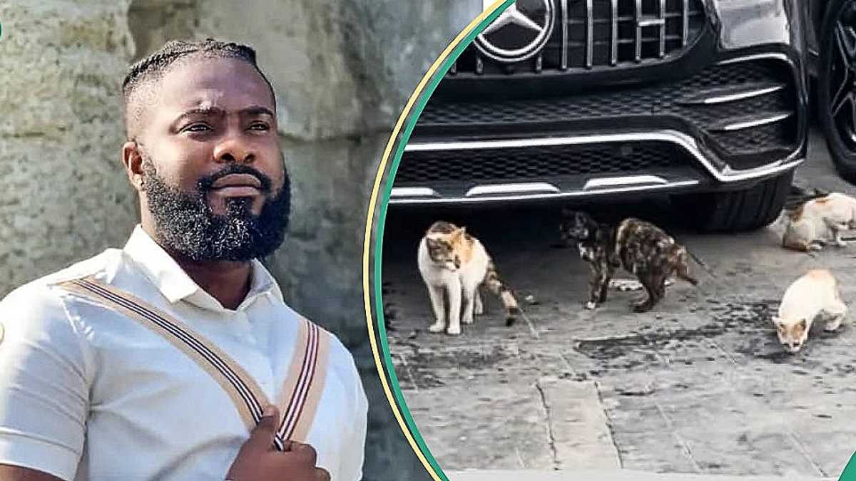 Curious Man Discovers Why Nigerian Car Dealer Kept Plenty Cats at His Shop, Video Trends Online