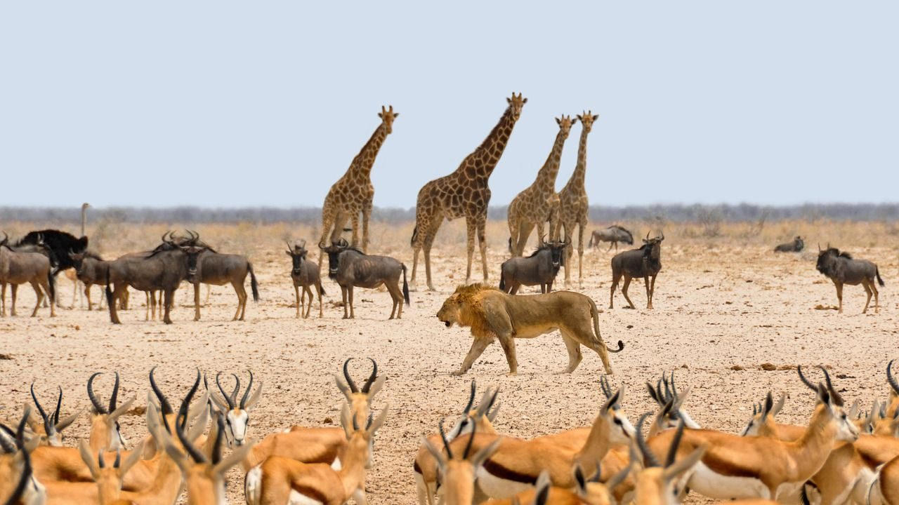 Federal Gov't Reviews Legal Frameworks To Combat Wildlife Crimes