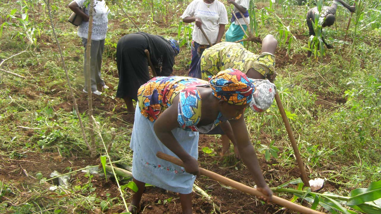 Nigeria Loses 50% Of Agricultural Produce Post-Harvest – FAO