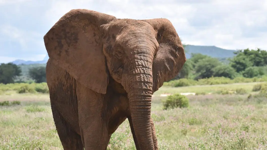 Stray elephants invade Borno communities, destroy farmlands