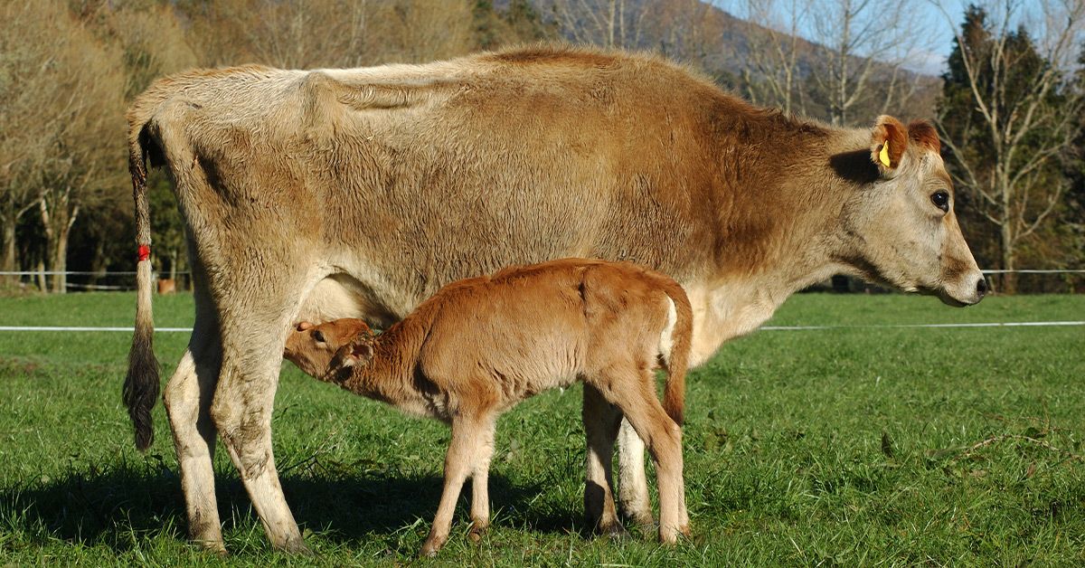 ‘Liquid Gold’: Bovine Colostrum Is TikTok’s Latest Trend