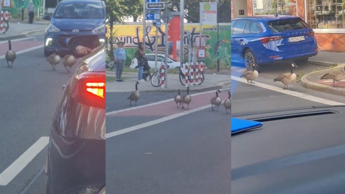 Nigerian Woman Amazed As Drivers Wait For Geese Crossing Road In Germany (VIDEO)