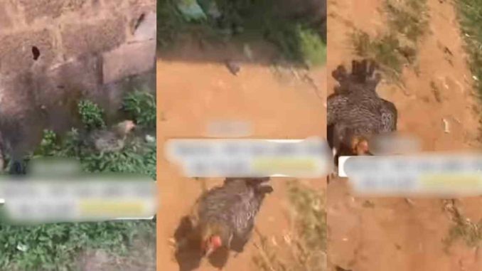 Hilarious moment a grown man flǝǝs from an @ngry mother hen cr@cks online users (WATCH)