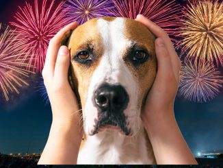 Top tips to prepare your pets for fireworks including special sprays, calming apps and creating a safe space