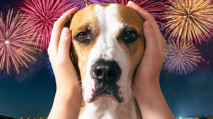 Top tips to prepare your pets for fireworks including special sprays, calming apps and creating a safe space