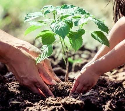 Chop2Green Nigeria Food-Culture Initiative To Plant 100m Trees