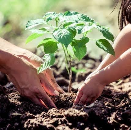 Chop2Green Nigeria Food-Culture Initiative To Plant 100m Trees