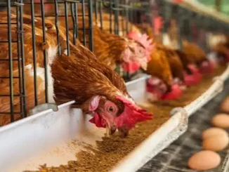 'Consumers Will Bear The Brunt' - Farmers Speak On Price Of Eggs, Fish Amid Soaring Inflation Rate In Nigeria