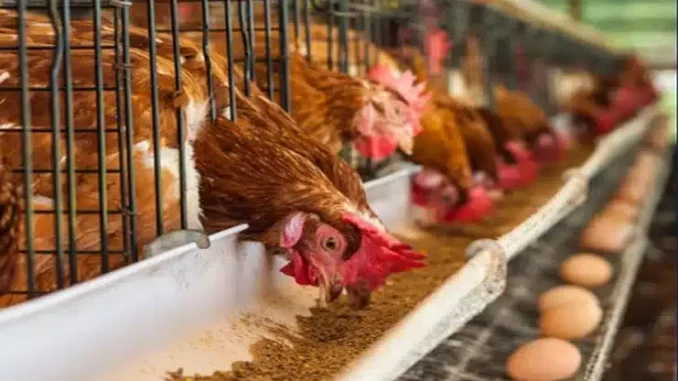 'Consumers Will Bear The Brunt' - Farmers Speak On Price Of Eggs, Fish Amid Soaring Inflation Rate In Nigeria