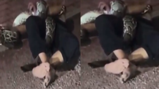 Drunk Man Wrestles With Python In Front Of Friends (WATCH)