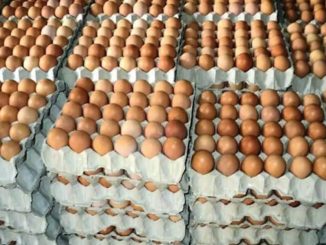 Eggs May Be Sold For ₦10,000 Per Crate