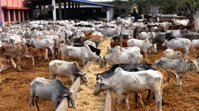 Federal Gov't To Establish 2 New Animal Gene Banks