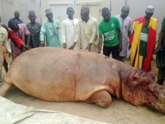 Fishermen kill huge hippopotamus in Kebbi