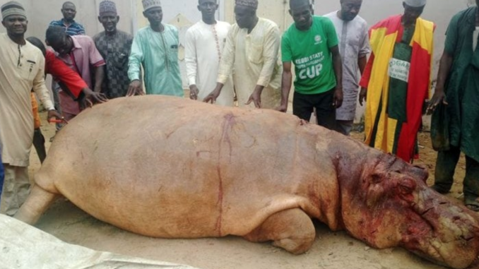 Fishermen kill huge hippopotamus in Kebbi