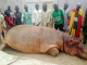 Fishermen kill huge hippopotamus in Kebbi