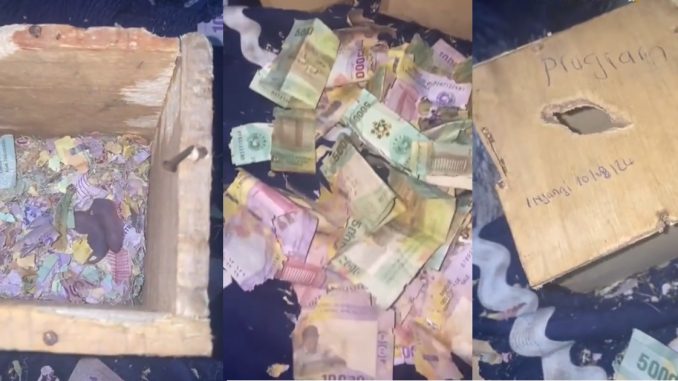 Lady lamǝnts as rats invade and feast on the money notes in her safe boxes (VIDEO)