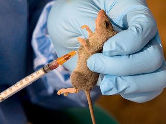 Lassa Fever cases surge in Ondo, Edo — NCDC