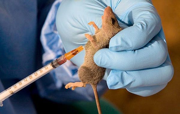 Lassa Fever cases surge in Ondo, Edo — NCDC