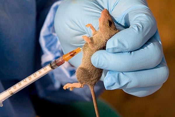 Lassa Fever cases surge in Ondo, Edo — NCDC