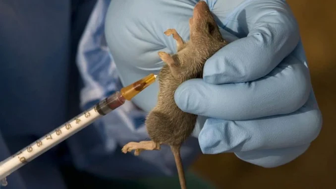 Lassa fever: NCDC records spike in Ondo, Edo