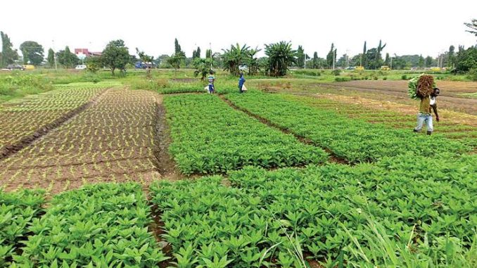 Nigeria Loses 54,000 Hectares Of Farmlands To Pest, Disease In 2024 — Report