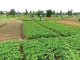 Nigeria Loses 54,000 Hectares Of Farmlands To Pest, Disease In 2024 — Report