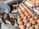 Poultry Farmers Quote New Price of a Crate of Eggs Above N6,000