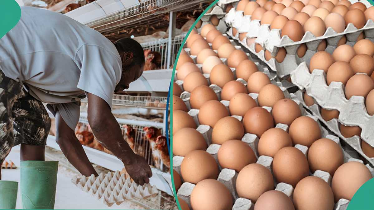 Poultry Farmers Quote New Price of a Crate of Eggs Above N6,000