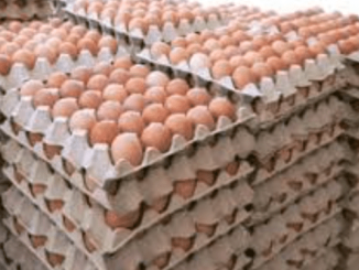 Price of crate of eggs to hit N10k as poultry farmers cry out