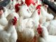 Real reason for high cost of eggs - Poultry farmers