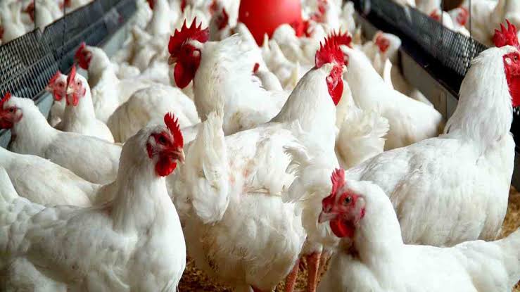 Real reason for high cost of eggs - Poultry farmers