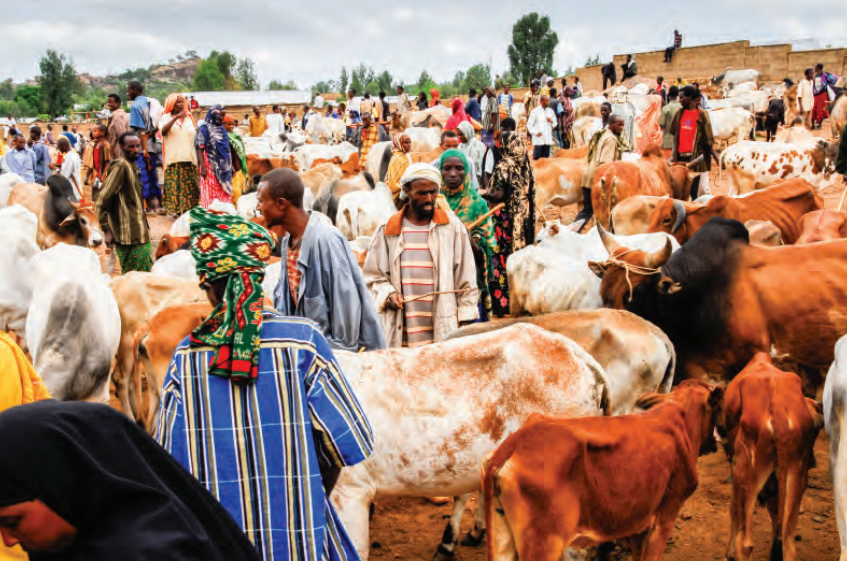 Tinubu Begins Livestock Reforms, Rallies Govs’ Support