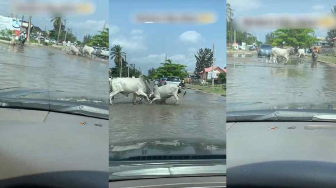 "Na here I dey since" – Motorists stranded as cows lock horns on the road (WATCH)