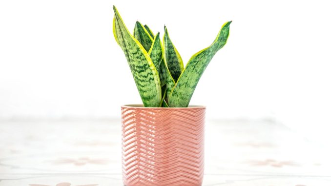 The 7 hero houseplants that deter spiders, moths & flies - including £6 pretty plant from B&Q that banishes condensation