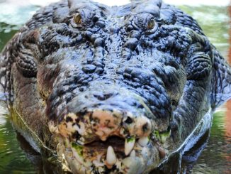 World’s biggest crocodile Cassius who rampaged across Oz attacking boats & stalking cows dies suddenly aged 120