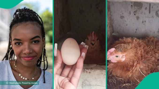 Lady Overjoyed as Her Hen Lays its First Egg, Celebrates it on Social Media