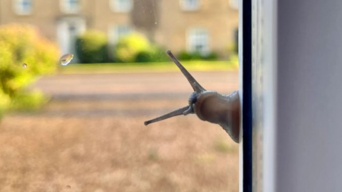 My house was professionally damp-proofed but I still had slugs in my kitchen - an Amazon buy stopped them coming in