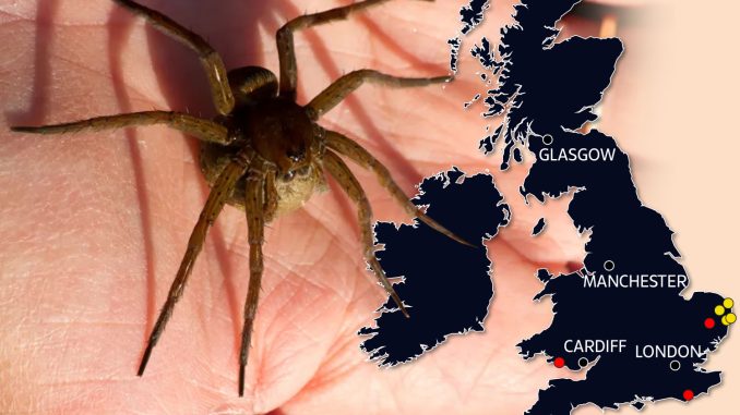 Thousands of fish-eating spiders as big as a human HAND are on the loose in Britain - as map reveals where colonies lurk