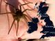 Thousands of fish-eating spiders as big as a human HAND are on the loose in Britain - as map reveals where colonies lurk