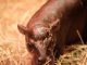 Scotland's answer to pygmy hippo Moo Deng born in Edinburgh Zoo